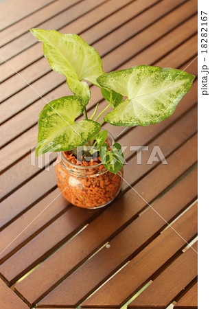 観葉植物　シンゴ二ウム 18282167