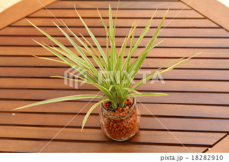 観葉植物 コンシンネ 観葉植物 コンシンネ 18282910
