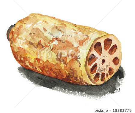 レンコン151027pix7 18283779