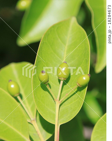 ソヨゴの実 18284673