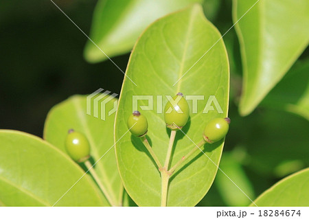 ソヨゴの実 18284674