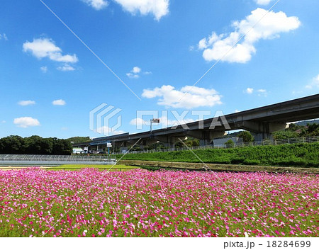 田園スポーツ広場のコスモス 田園スポーツ広場のコスモス 18284699