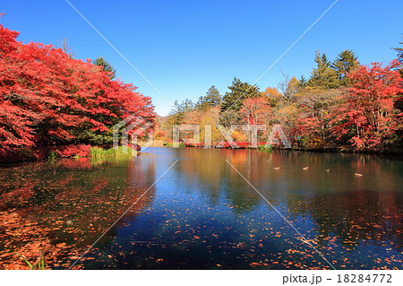 雲場池　紅葉 18284772