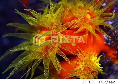 イボヤギ イボヤギ 18284882