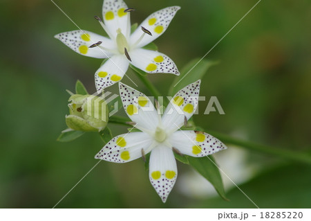 アケボノソウ 18285220