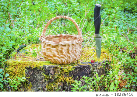 Empty basket on the stump in the forest  18286416
