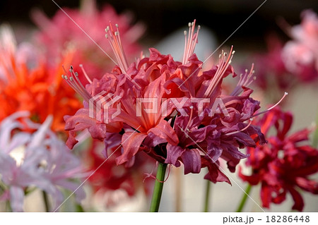 ダイヤモンドリリー 18286448