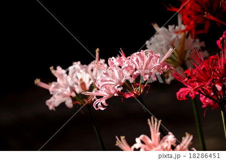 ダイヤモンドリリー 18286451