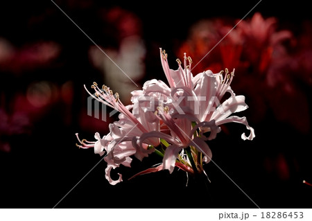 ダイヤモンドリリー 18286453