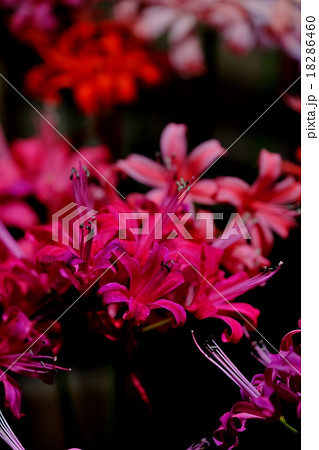 ダイヤモンドリリー 18286460