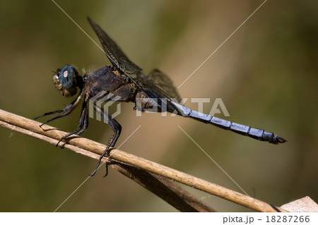blue dragonfly brachytron pratense blue dragonfly brachytron pratense 18287266