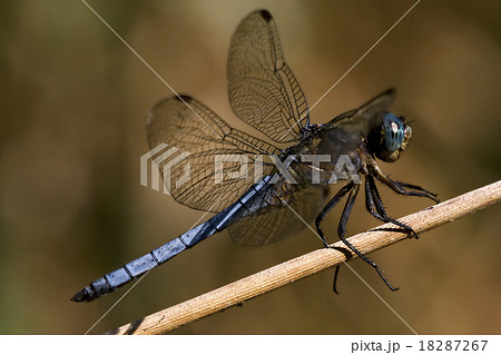 brachytron pratense brachytron pratense 18287267