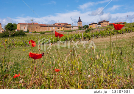 golden stone Beaujolais Village golden stone Beaujolais Village 18287682