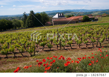 golden stone Beaujolais Village golden stone Beaujolais Village 18287687