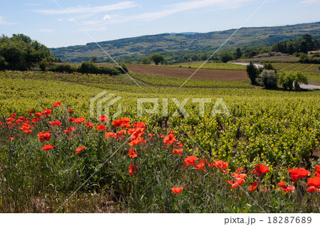 golden stone Beaujolais Village 18287689