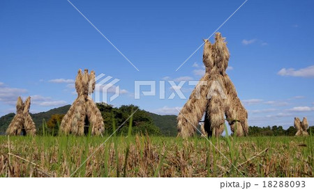 ヨズクハデ 18288093