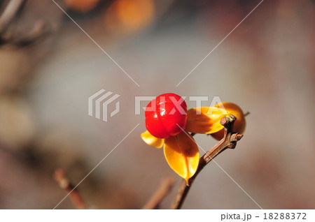 ツルウメモドキ 18288372