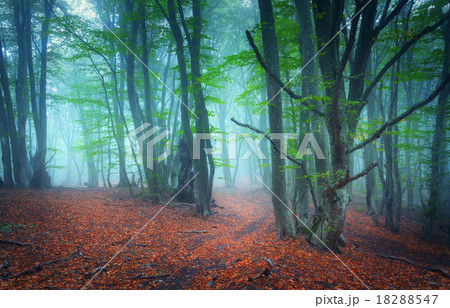 Trail through a mysterious  forest in fog. Autumn 18288547