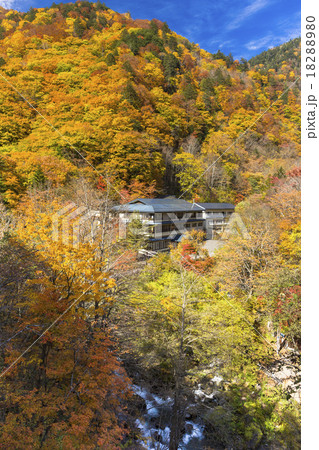 紅葉の白骨温泉 縦 の写真素材 10