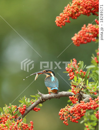 カワセミ 18289171