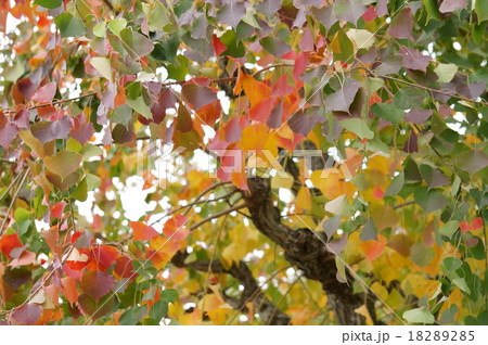 ナンキンハゼの紅葉 ナンキンハゼの紅葉 18289285