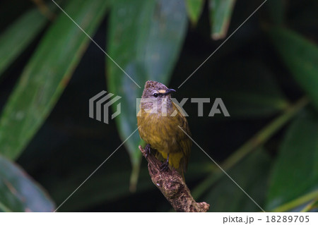 beautiful flavescent bulbul 18289705