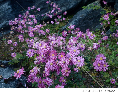 シュウメイギク シュウメイギク 18289802