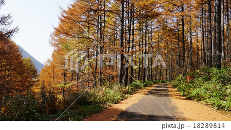 落葉松と林道 落葉松と林道 18289814