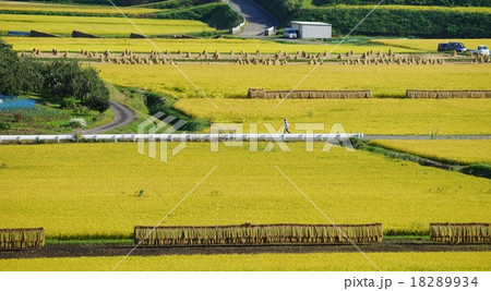 黄金色のたんぼ 黄金色のたんぼ 18289934