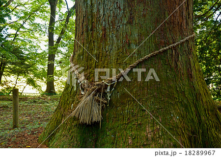 白河市散歩：従二位の杉　白河の関跡 18289967