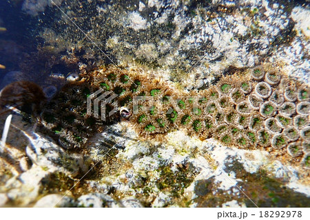 マウイイワスナギンチャク 18292978