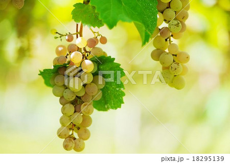 ワイン用ブドウ ワイン用ブドウ 18295139