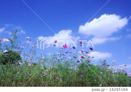 秋空とコスモス 18295169