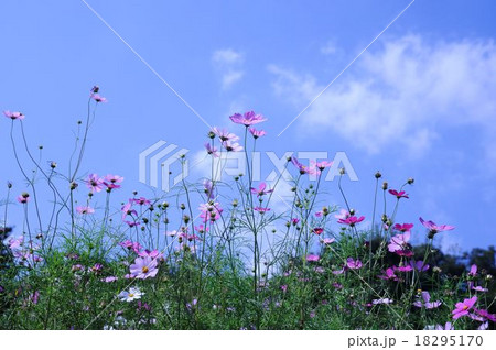 秋空とコスモス 18295170