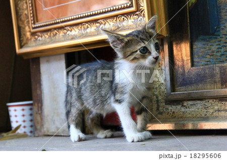 ねこ 18295606