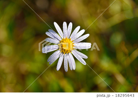 Aster tataricus Aster tataricus 18295643