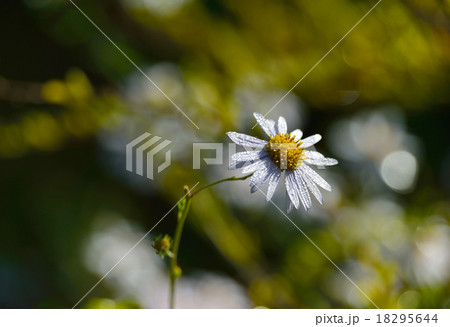 Aster tataricus 18295644
