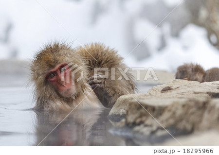 Snow monkey in a hot spring at Jigokudani Snow monkey in a hot spring at Jigokudani 18295966