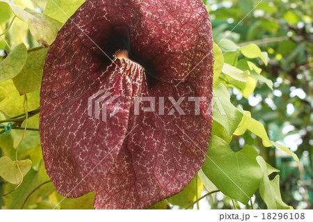 パイプカズラ　赤茶色　 18296108