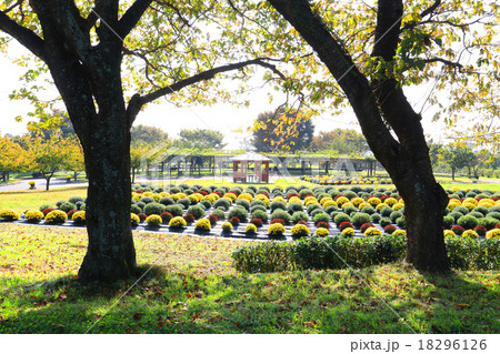 秦野戸川公園のザル菊 秦野戸川公園のザル菊 18296126
