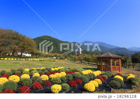 秦野戸川公園のザル菊 18296128