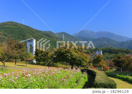 秦野戸川公園のコスモス 秦野戸川公園のコスモス 18296129