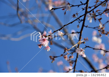 冬桜 冬桜 18296462