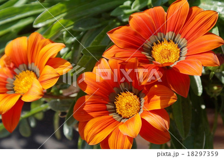 ガザニア　赤色花 18297359