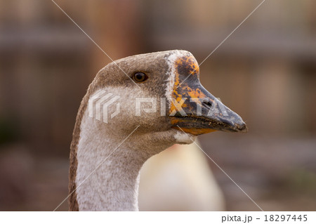 Close-up head of a Domestic goose 18297445
