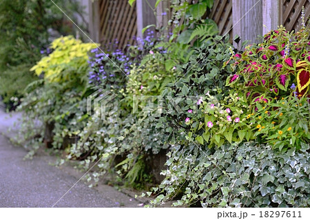 アイビーの植え込みの写真素材 [18297611] - PIXTA