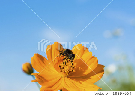 ハナアブ 18297654