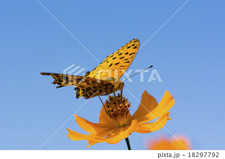 キバナコスモスとツマグロヒョウモン 18297792