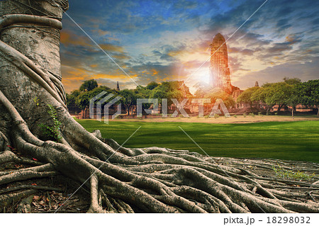 big root of banyan tree land scape  18298032