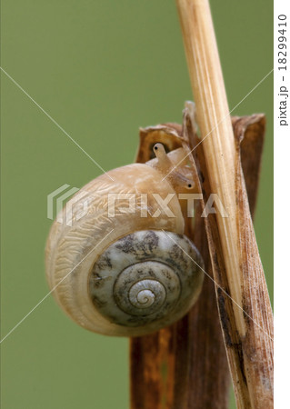 head of wild brown gastropoda head of wild brown gastropoda 18299410